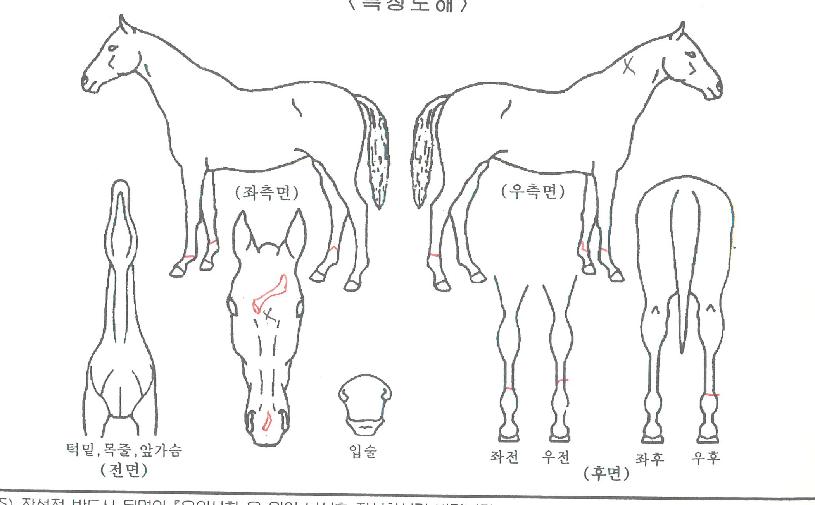 »è½ºÄýÀÇ Ãø¸é,¿ì¸é,µÞ¸é,µÎ»ó,´Ù¸®ÀÇ Æ¯Â¡µµÇØ