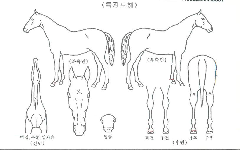 ��δ��̾��� ����,���,�޸�,�λ�,�ٸ��� Ư¡����