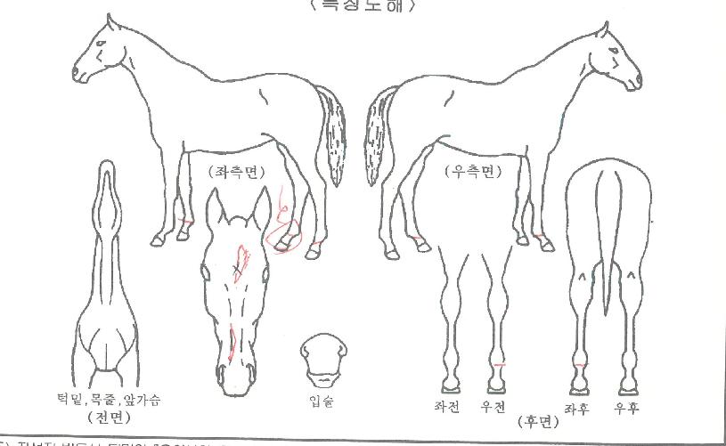 ������������ ����,���,�޸�,�λ�,�ٸ��� Ư¡����