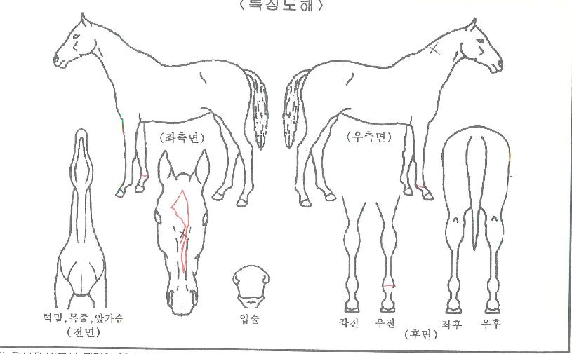 ½´ÆÛÆÄÅ©ÀÇ Ãø¸é,¿ì¸é,µÞ¸é,µÎ»ó,´Ù¸®ÀÇ Æ¯Â¡µµÇØ