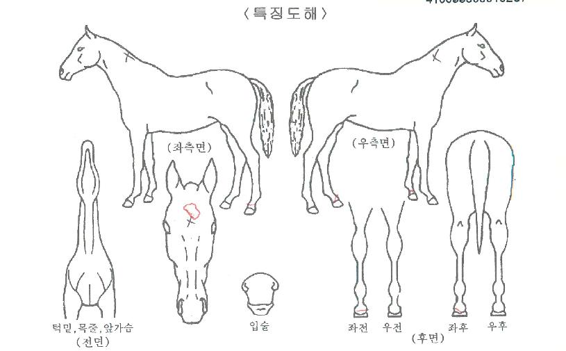 ÅõÀ¯ÀÇ Ãø¸é,¿ì¸é,µÞ¸é,µÎ»ó,´Ù¸®ÀÇ Æ¯Â¡µµÇØ