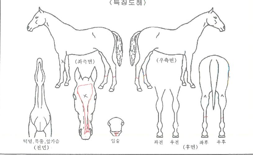 ½ÅÀǹٴÙÀÇ Ãø¸é,¿ì¸é,µÞ¸é,µÎ»ó,´Ù¸®ÀÇ Æ¯Â¡µµÇØ