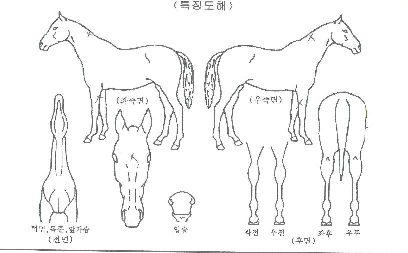 �������ڸ��� ����,���,�޸�,�λ�,�ٸ��� Ư¡����