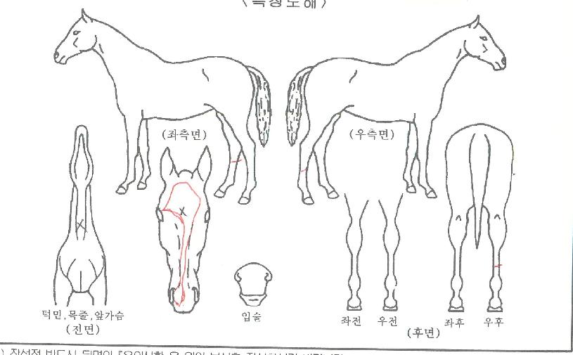 �۽�Ʈ��ī���� ����,���,�޸�,�λ�,�ٸ��� Ư¡����