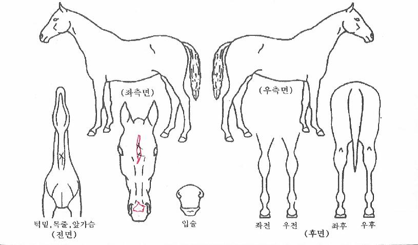 ¹é·Ï´ãÁ¤±âÀÇ Ãø¸é,¿ì¸é,µÞ¸é,µÎ»ó,´Ù¸®ÀÇ Æ¯Â¡µµÇØ