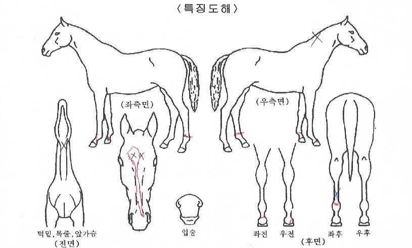 ¸¶¼ºÈ¥½ÅÀÇ Ãø¸é,¿ì¸é,µÞ¸é,µÎ»ó,´Ù¸®ÀÇ Æ¯Â¡µµÇØ