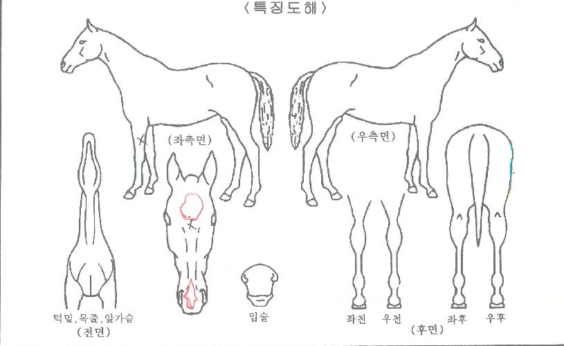 ³»ê¹«ÀûÀÇ Ãø¸é,¿ì¸é,µÞ¸é,µÎ»ó,´Ù¸®ÀÇ Æ¯Â¡µµÇØ