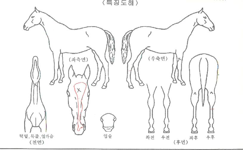 ½º¸¶Æ®¿µ¿õÀÇ Ãø¸é,¿ì¸é,µÞ¸é,µÎ»ó,´Ù¸®ÀÇ Æ¯Â¡µµÇØ