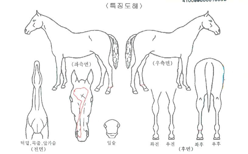 »þÇÁ·¹À̵ðÀÚ¸¶ÀÇ Ãø¸é,¿ì¸é,µÞ¸é,µÎ»ó,´Ù¸®ÀÇ Æ¯Â¡µµÇØ