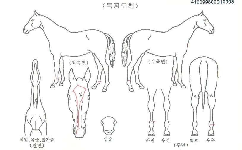 µð¿¡ÄÚÀÇ Ãø¸é,¿ì¸é,µÞ¸é,µÎ»ó,´Ù¸®ÀÇ Æ¯Â¡µµÇØ