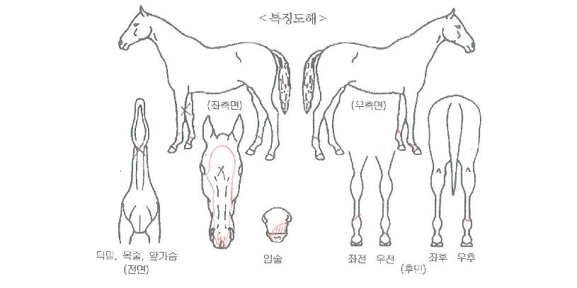 ������Ʈ�� ����,���,�޸�,�λ�,�ٸ��� Ư¡����