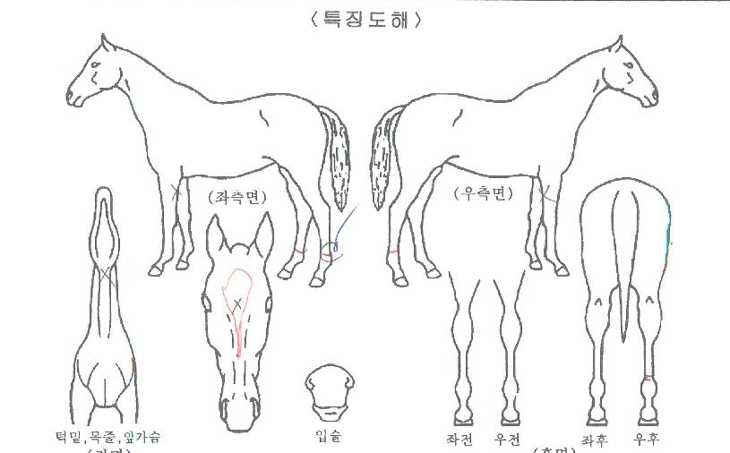 ¿ÕÀÎÇàÂ÷ÀÇ Ãø¸é,¿ì¸é,µÞ¸é,µÎ»ó,´Ù¸®ÀÇ Æ¯Â¡µµÇØ