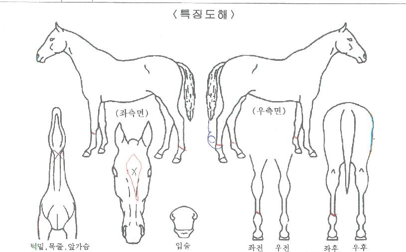 ��Ʈ��Ʈ�� ����,���,�޸�,�λ�,�ٸ��� Ư¡����