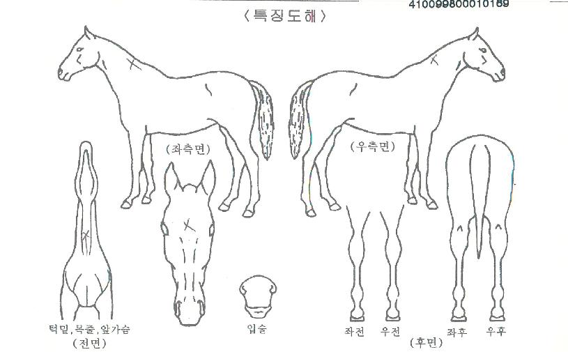 �׸�è���� ����,���,�޸�,�λ�,�ٸ��� Ư¡����