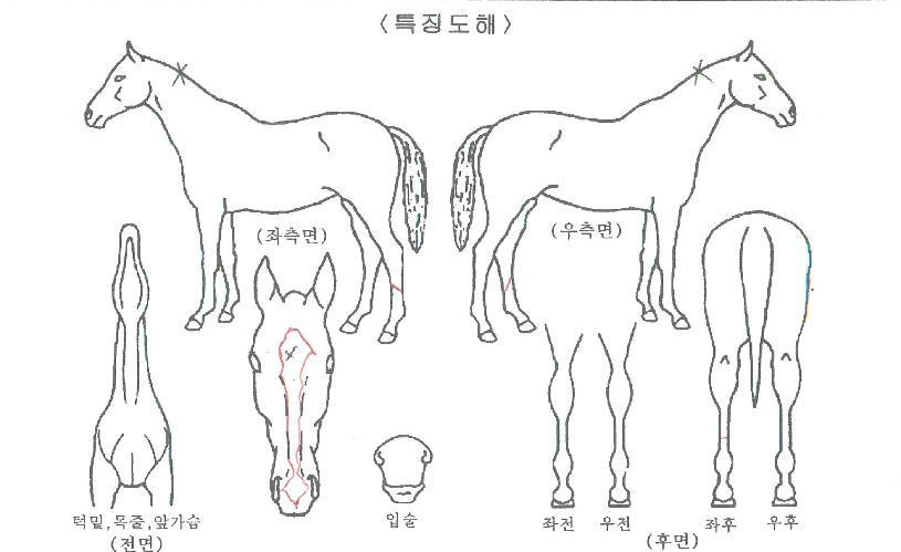 �����Ǹ����� ����,���,�޸�,�λ�,�ٸ��� Ư¡����