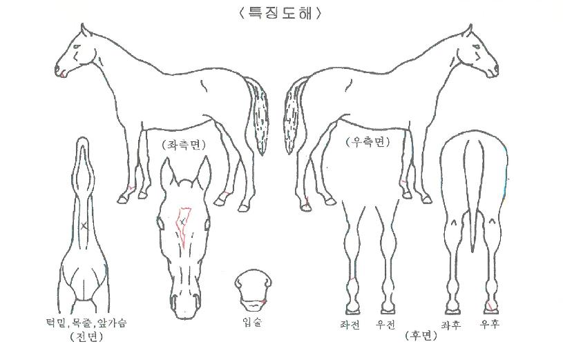 ������������ ����,���,�޸�,�λ�,�ٸ��� Ư¡����