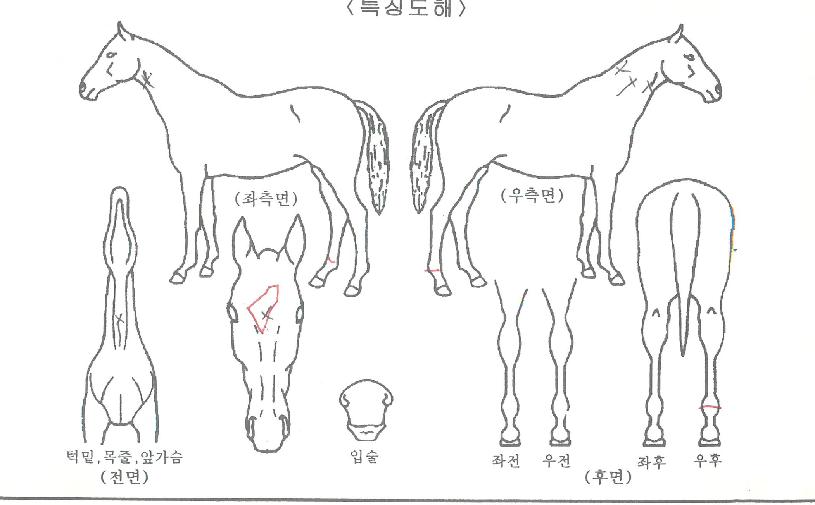 ¾ÆÆ¼½º°¥ÀÇ Ãø¸é,¿ì¸é,µÞ¸é,µÎ»ó,´Ù¸®ÀÇ Æ¯Â¡µµÇØ