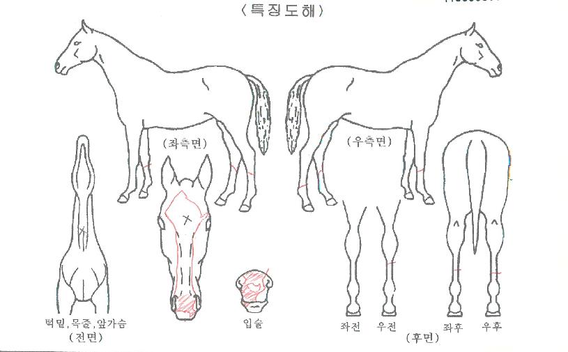 ·°Å°¹ýÀüÀÇ Ãø¸é,¿ì¸é,µÞ¸é,µÎ»ó,´Ù¸®ÀÇ Æ¯Â¡µµÇØ