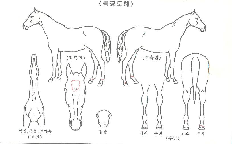 ÀÌÅͳθ޸ð¸®ÀÇ Ãø¸é,¿ì¸é,µÞ¸é,µÎ»ó,´Ù¸®ÀÇ Æ¯Â¡µµÇØ