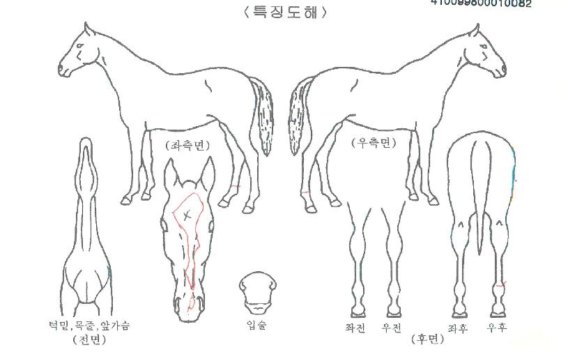 ±Ý¼º¿µ¿õÀÇ Ãø¸é,¿ì¸é,µÞ¸é,µÎ»ó,´Ù¸®ÀÇ Æ¯Â¡µµÇØ