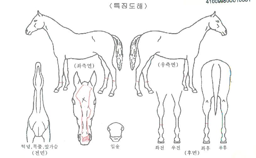 ÇÒ¶õÁîÅ©¶ó¿îÀÚ¸¶ÀÇ Ãø¸é,¿ì¸é,µÞ¸é,µÎ»ó,´Ù¸®ÀÇ Æ¯Â¡µµÇØ