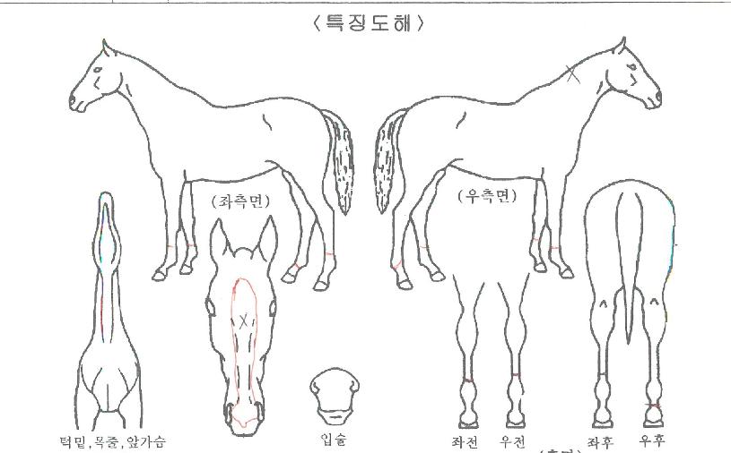 ¸Þ¸±ÁÇǸ´ÀÚ¸¶ÀÇ Ãø¸é,¿ì¸é,µÞ¸é,µÎ»ó,´Ù¸®ÀÇ Æ¯Â¡µµÇØ