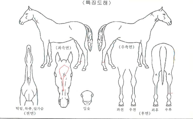 ����Ƽ�� ����,���,�޸�,�λ�,�ٸ��� Ư¡����