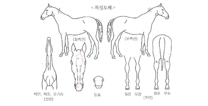 ¶óÀ̾ðÁúÁÖÀÇ Ãø¸é,¿ì¸é,µÞ¸é,µÎ»ó,´Ù¸®ÀÇ Æ¯Â¡µµÇØ