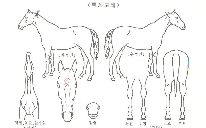 ¸ÖƼ·°ÀÚ¸¶ÀÇ Ãø¸é,¿ì¸é,µÞ¸é,µÎ»ó,´Ù¸®ÀÇ Æ¯Â¡µµÇØ