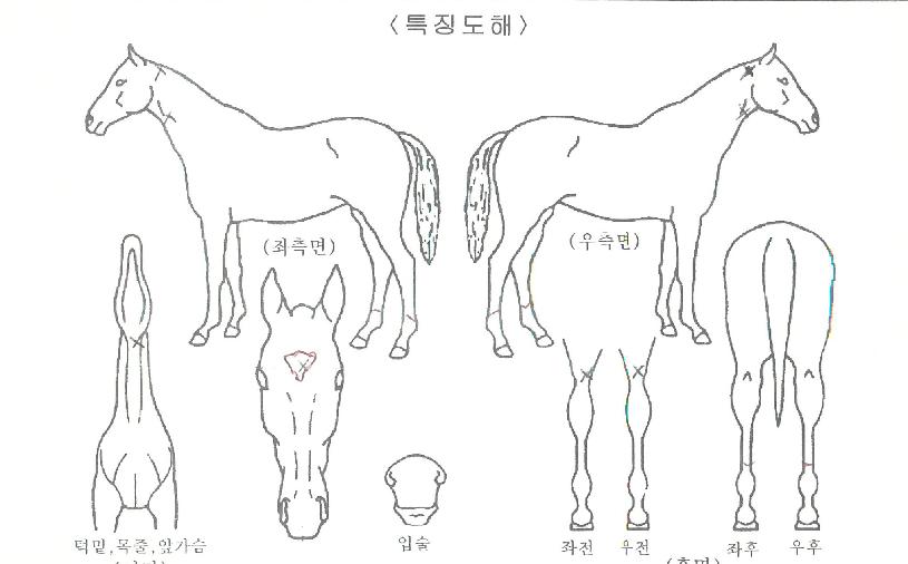 �Ծȼ����� ����,���,�޸�,�λ�,�ٸ��� Ư¡����