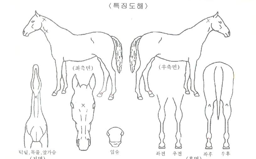ÇԾȾǾç·çÀÇ Ãø¸é,¿ì¸é,µÞ¸é,µÎ»ó,´Ù¸®ÀÇ Æ¯Â¡µµÇØ
