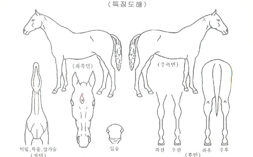 »õ·Î¿î¿¡À̽ºÀÇ Ãø¸é,¿ì¸é,µÞ¸é,µÎ»ó,´Ù¸®ÀÇ Æ¯Â¡µµÇØ