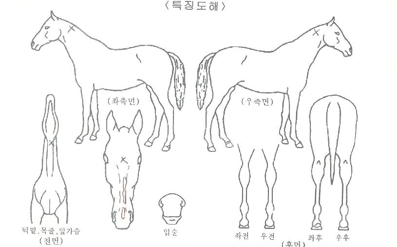 ÇÔ¾ÈÇÕ°Á¤ÀÇ Ãø¸é,¿ì¸é,µÞ¸é,µÎ»ó,´Ù¸®ÀÇ Æ¯Â¡µµÇØ