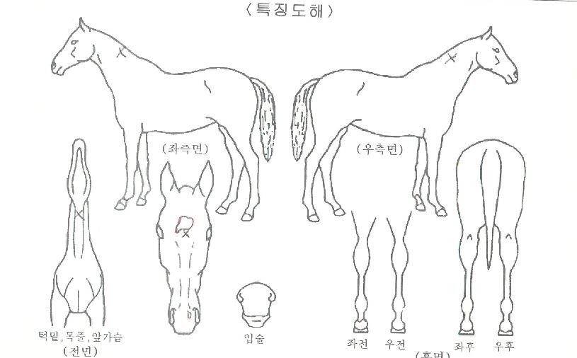 �Ծȸ��̻��� ����,���,�޸�,�λ�,�ٸ��� Ư¡����