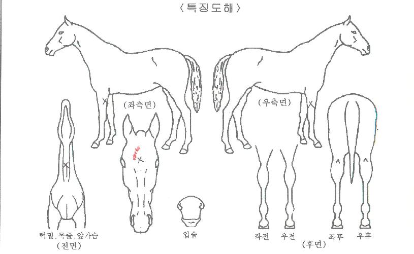 ¿ù¿µÀÌÀÇ Ãø¸é,¿ì¸é,µÞ¸é,µÎ»ó,´Ù¸®ÀÇ Æ¯Â¡µµÇØ