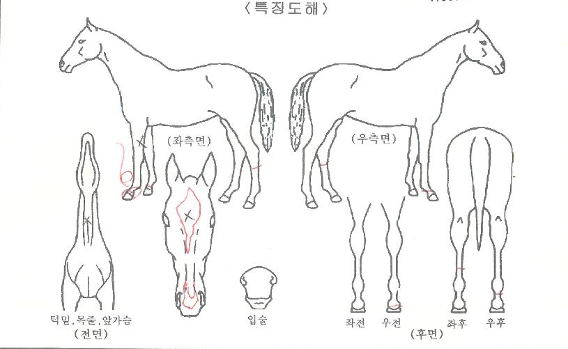 ����ȷ�Ű�� ����,���,�޸�,�λ�,�ٸ��� Ư¡����