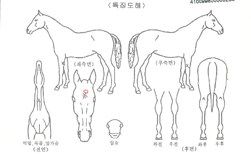 �Ϻ���õ�� ����,���,�޸�,�λ�,�ٸ��� Ư¡����