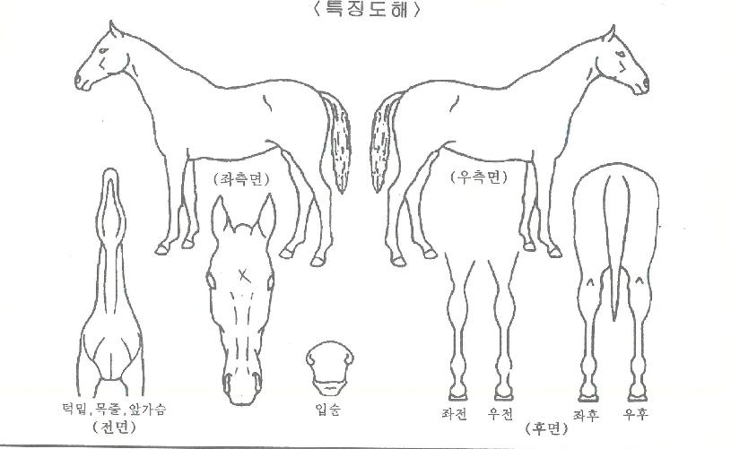 ����Ȧ�� ����,���,�޸�,�λ�,�ٸ��� Ư¡����