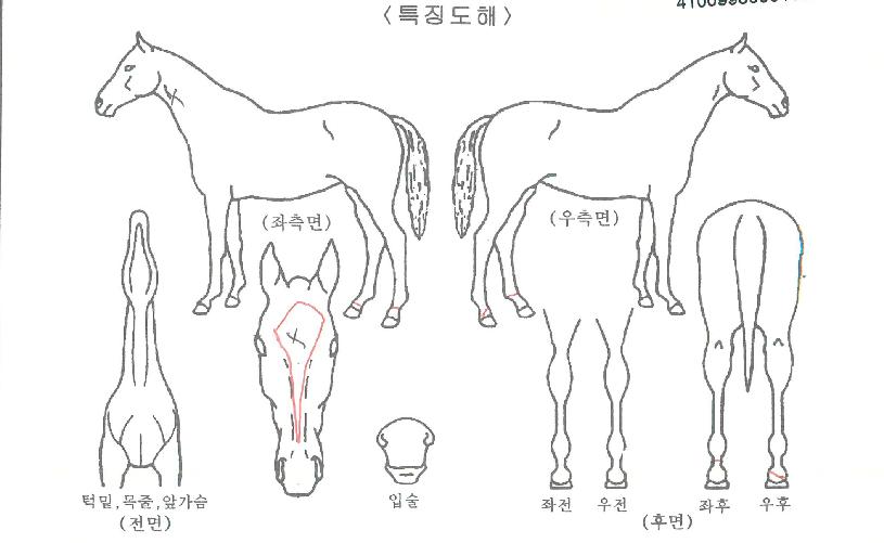 ¿ÍÀ̹øÀÚ¸¶ÀÇ Ãø¸é,¿ì¸é,µÞ¸é,µÎ»ó,´Ù¸®ÀÇ Æ¯Â¡µµÇØ