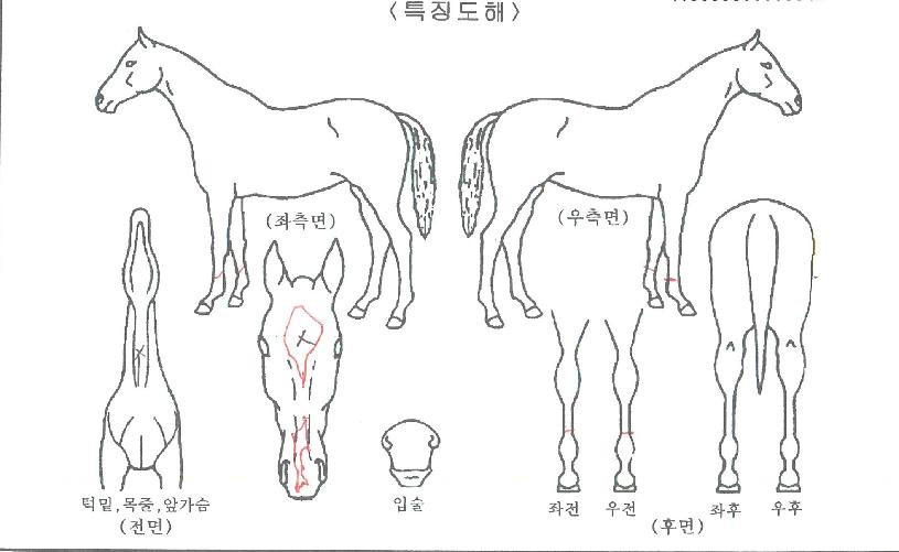 ±×·¹ÀÌÆ®°ËÀÇ Ãø¸é,¿ì¸é,µÞ¸é,µÎ»ó,´Ù¸®ÀÇ Æ¯Â¡µµÇØ