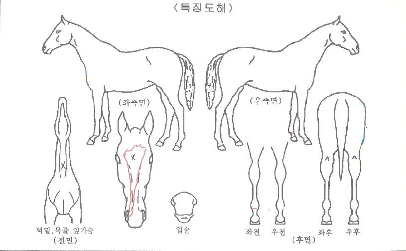 Ç㸮ÄÉÀλ轺ÀÇ Ãø¸é,¿ì¸é,µÞ¸é,µÎ»ó,´Ù¸®ÀÇ Æ¯Â¡µµÇØ