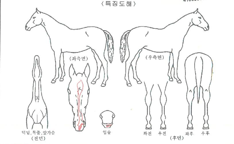 ���긮�ٵ�ӽ�Ʈ�ڸ��� ����,���,�޸�,�λ�,�ٸ��� Ư¡����