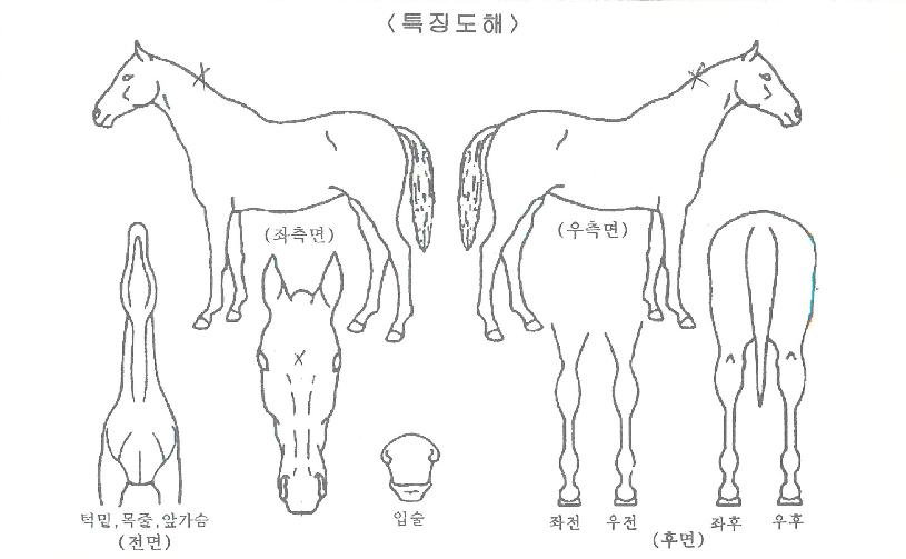 ��ġ�̷��ڸ��� ����,���,�޸�,�λ�,�ٸ��� Ư¡����