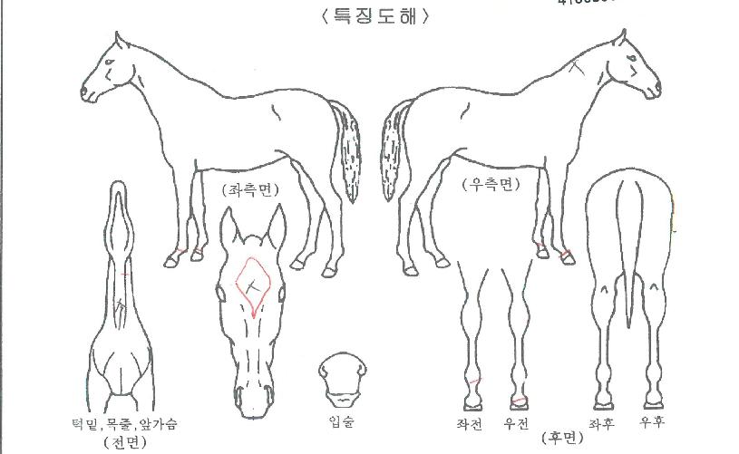 ĵ����Ʈ�ڸ��� ����,���,�޸�,�λ�,�ٸ��� Ư¡����