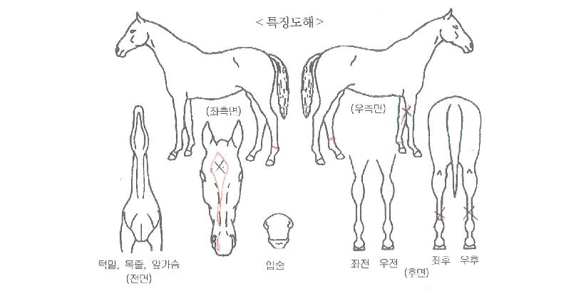 ºò¸®¹öÀÇ Ãø¸é,¿ì¸é,µÞ¸é,µÎ»ó,´Ù¸®ÀÇ Æ¯Â¡µµÇØ