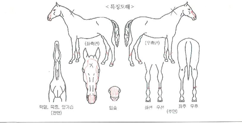 ¿ëÆ÷ÀÇ Ãø¸é,¿ì¸é,µÞ¸é,µÎ»ó,´Ù¸®ÀÇ Æ¯Â¡µµÇØ