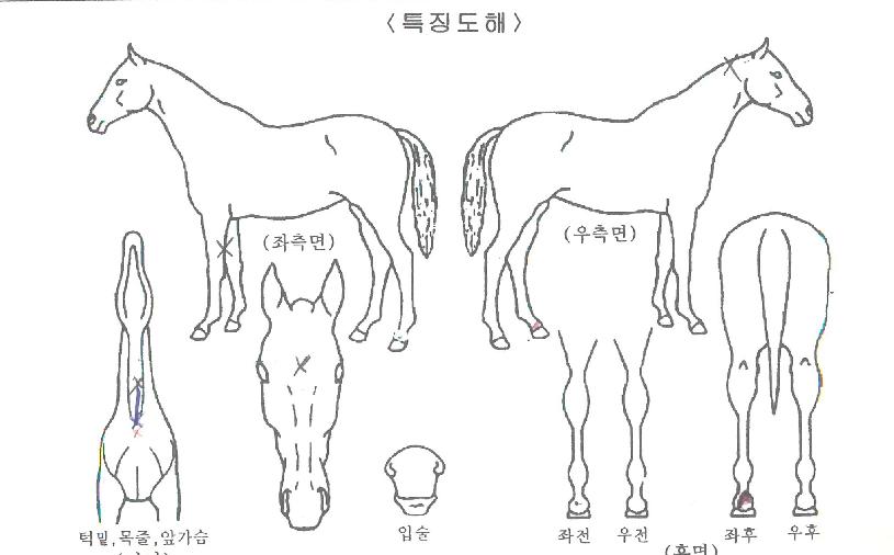 ÇÇ¿£¿¡½ºº¸¶óÀÇ Ãø¸é,¿ì¸é,µÞ¸é,µÎ»ó,´Ù¸®ÀÇ Æ¯Â¡µµÇØ