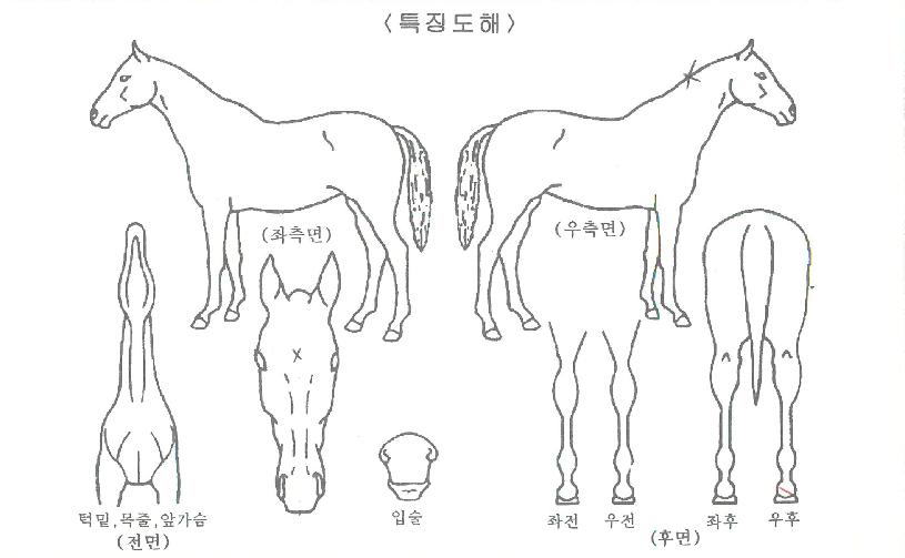 �����Ǻ����� ����,���,�޸�,�λ�,�ٸ��� Ư¡����