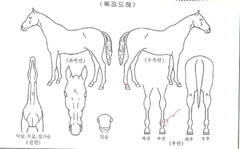 ģȯ���ڸ��� ����,���,�޸�,�λ�,�ٸ��� Ư¡����