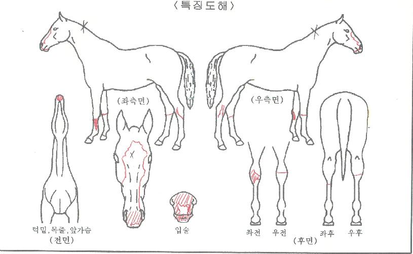 Ç÷¡½Ã¶óÀÌÄ¿ÀÇ Ãø¸é,¿ì¸é,µÞ¸é,µÎ»ó,´Ù¸®ÀÇ Æ¯Â¡µµÇØ